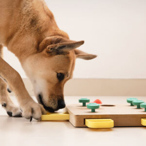 Interactive Puzzle Toy